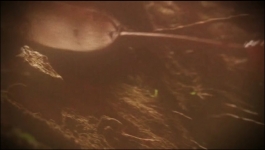 The Curse of Oak Island - Season 12 Episode 13